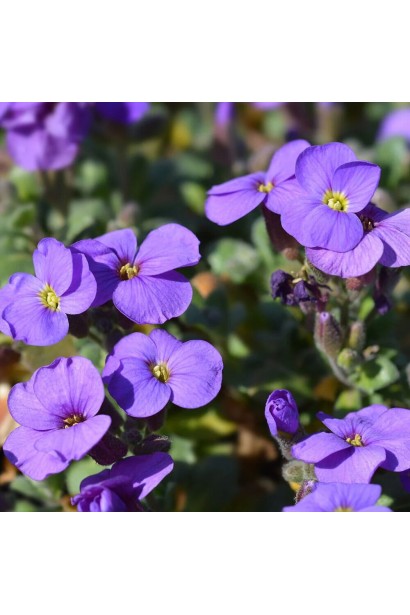 Обрієта Каскад Пурпл фіолетова